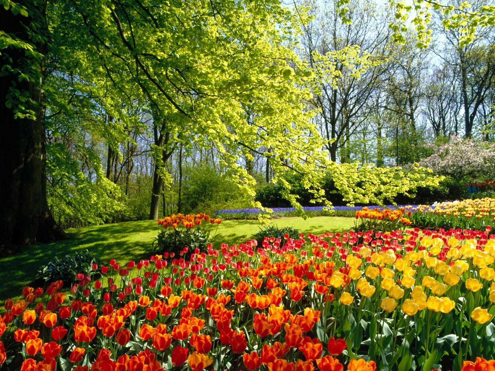 5 flores para una casa preciosa en primavera